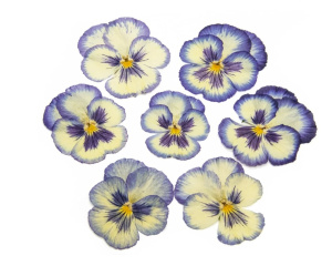 Виола обезвоженная YELLOW ABYSS ЖЕЛТАЯ БЕЗДНА плоская 20 штук