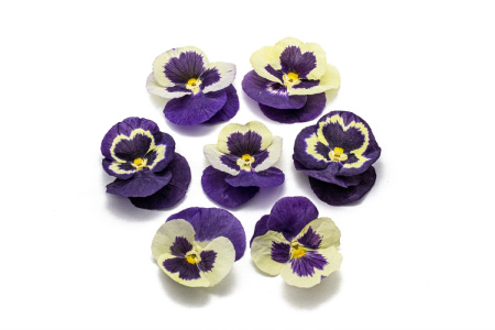 Виола обезвоженная LILAC SUNSET СИРЕНЕВЫЙ ЗАКАТ объемная 15 штук